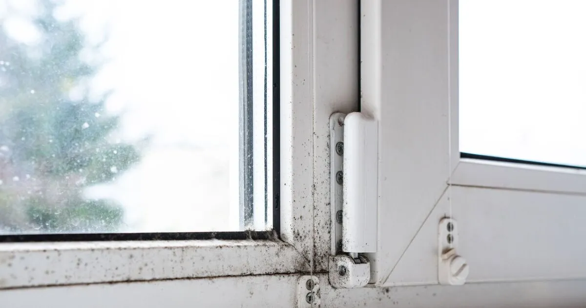 Jak zatočit s kondenzací: zima ve Spojeném království dává zabrat